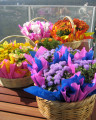 Fleurs en terrasse