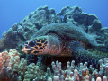 Tortue Hawksbill, Hawaii