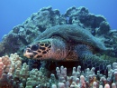 Tortue Hawksbill, Hawaii