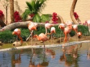 Ile Flamingo