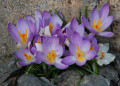 Crocus de février