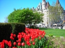 Tulipes à Ottawa