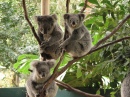 Sanctuaire du parc Koala, Sydney