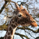 Girafe, Zoo de Colchester, Angleterre