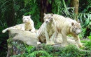Tigres blancs, zoo de Singapour