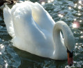 Un cygne en vaisselle