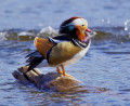 Canard Mandarin
