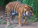 Tigre au parc animalier sauvage de San Diego