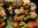 Aquarium de Monterey Bay, Californie, USA