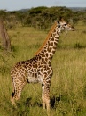 Parc National de Serengeti, Tanzanie