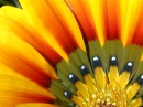 Un quart de Gazania