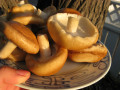 Shiitaké