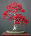 Japanese Maple Bonsai