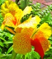 Canna - Fleur Jaune/Rouge