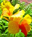 Canna - Fleur Jaune/Rouge