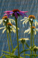 Flowers in the rain