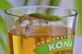 Un lézard et une bierre