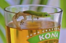 Un lézard et une bierre