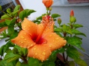 Hibiscus sous la pluie