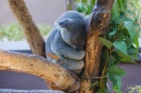 Koala endormi au zoo de San Diego
