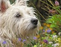 Un Westie ébouriffé
