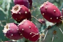 Figue de Barbarie Cactus Fruit