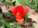 Tulipe