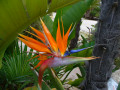 Strelitzia, L'oiseau du paradis