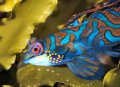 Poisson Mandarin