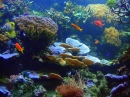 Récif de corail
