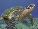 Tortue de mer, Kona, Hawaii