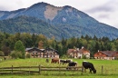 Vaches à Abersee, Autriche