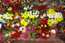 Fleurs à vendre