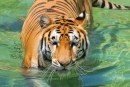 Un tigre prenant son bain