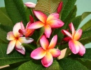 Fleur de frangipanier à Hawai