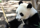 Portrait d'un panda