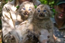 Chatons Lynx du Canada