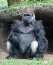 Gorille de plaine à dos argenté