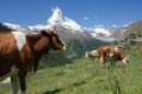 Vaches laitières en Suisse