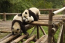 jeu de Pandas