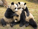 Pandas géants