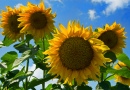 Tournesols