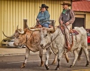 Cavaliers de Longhorn Steer