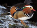 Canard mandarin
