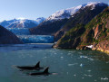 Orques tueuses d'Alaska