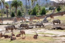 Zoo Safari Parc de San Diego