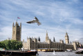 Mouettes au-dessus de Westminster