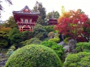 Jardin de thé japonais