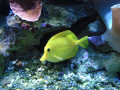 Poisson-Clown jaune