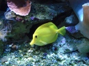Poisson-Clown jaune